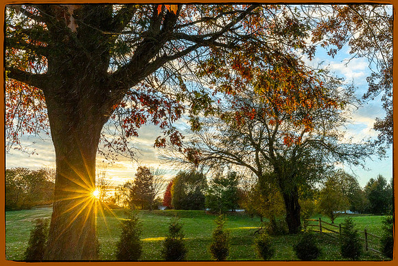 Trees_032-HDR