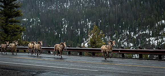 059_Yellowstone_6891