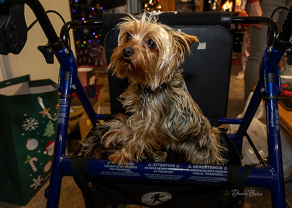 Christmas_2025_Mike-Beth_055