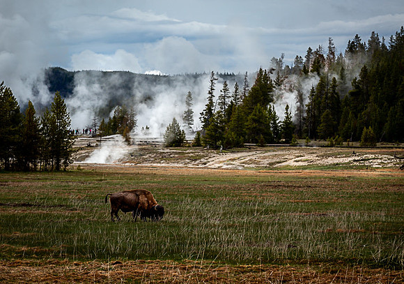 031_Yellowstone_6655