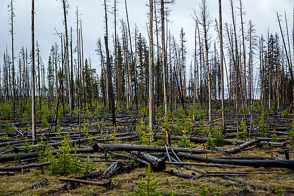 055_Yellowstone_6853