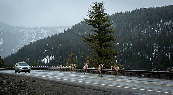 058_Yellowstone_6890