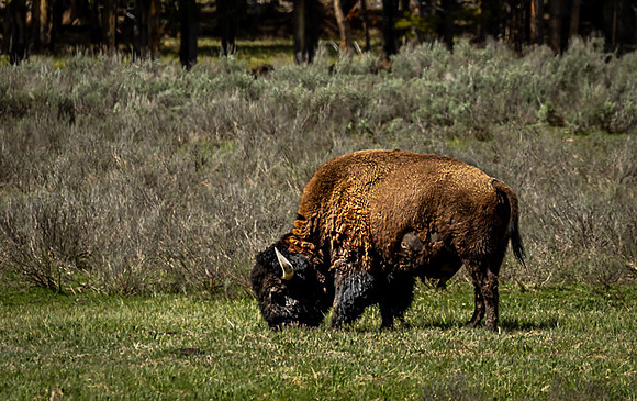 027_Yellowstone_0921