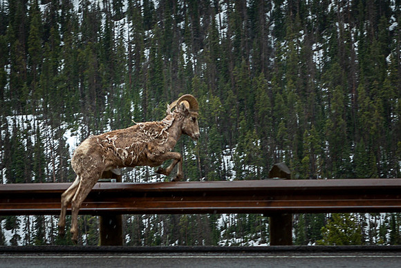 060_Yellowstone_6901