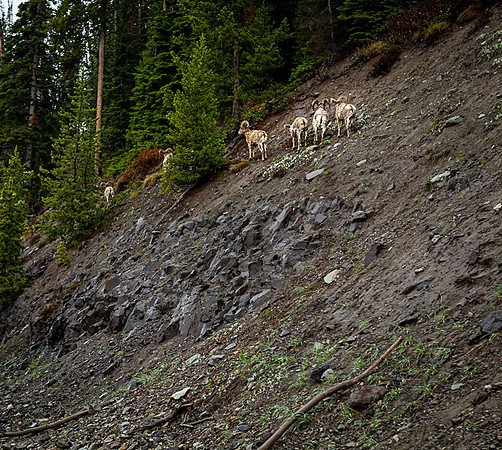 062_Yellowstone_6910